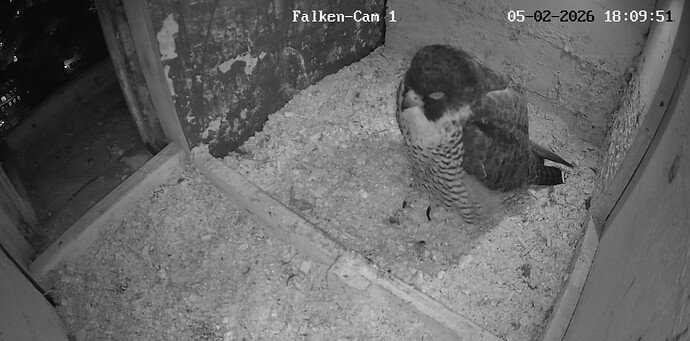 Screenshot_20260205_180954_Chrome