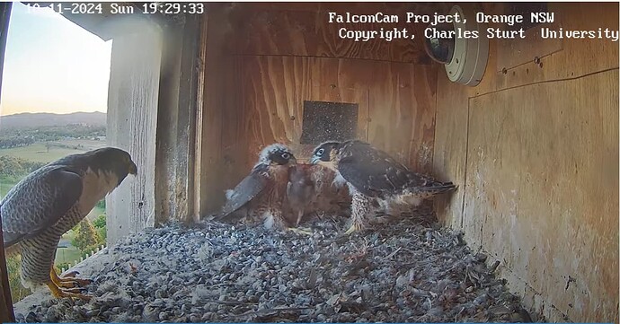 Screenshot 2024-11-10 145909