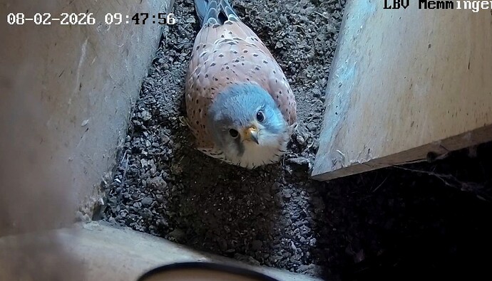 Screenshot_2026-02-08-08-51-30-438_com.android.chrome~2