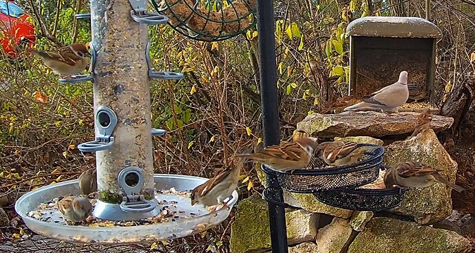 Türkentaube u. Spatzen 05.12.24