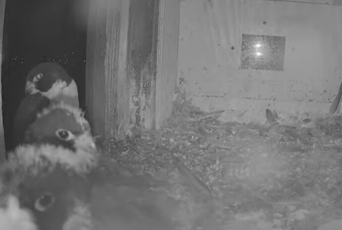 Screenshot_20241111_183908_Chrome