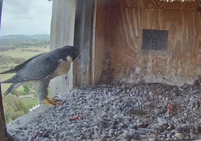 Screenshot_20241117_045320_Chrome