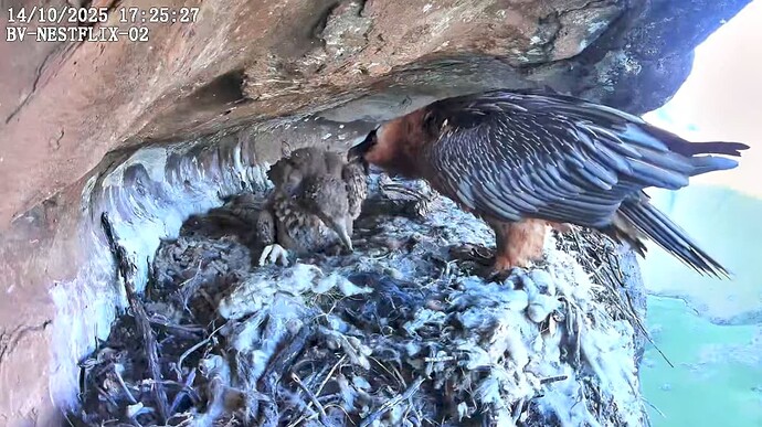 Screenshot_20251014-172603~2