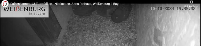 Snap_2024.10.10_19h43m52s_014_