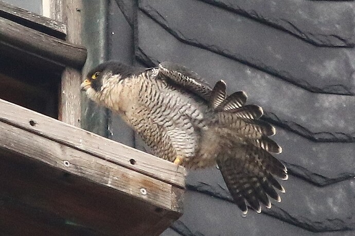 Falco Streching 2