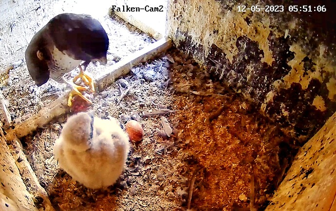 Screenshot_20230512-055126-02