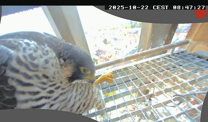 Screenshot_2025-10-22-08-47-27-919_com.android.chrome~2