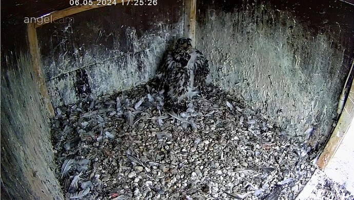 Screenshot_20240506_172549_Chrome