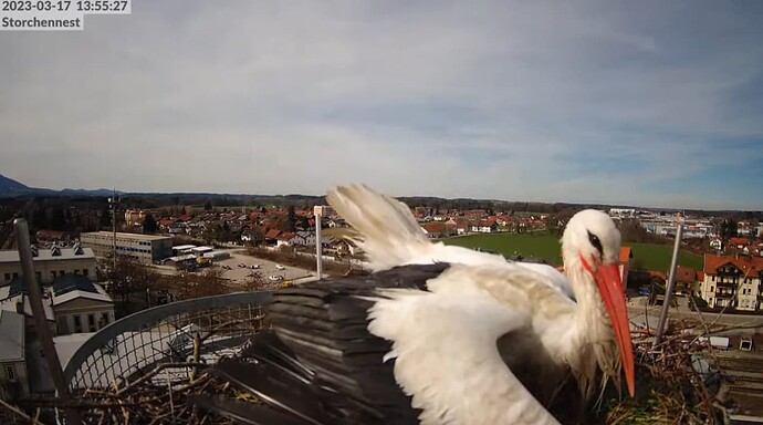 2023-03-17 14_05_38-LIVE Storchennest Freilassing - YouTube und 4 weitere Seiten - Persönlich – Micr