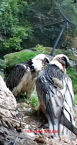 Screenshot_20250806-154458_Chrome