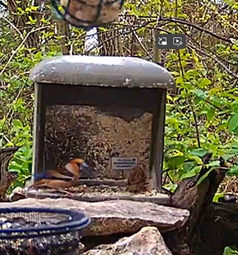 Kernbeißer und Spatz 01.04.24