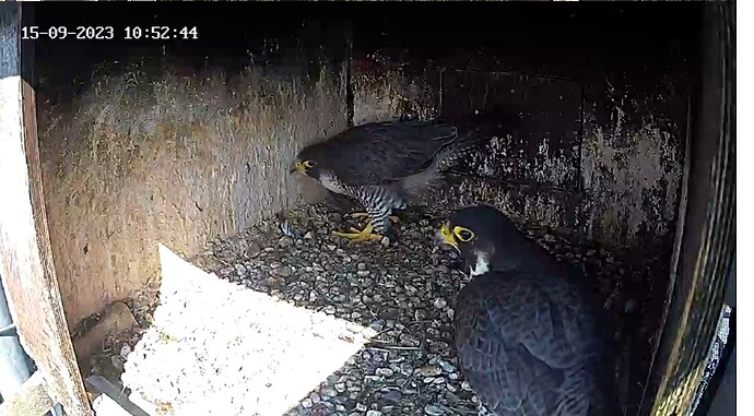 Screenshot_20230915_115042_Samsung Internet