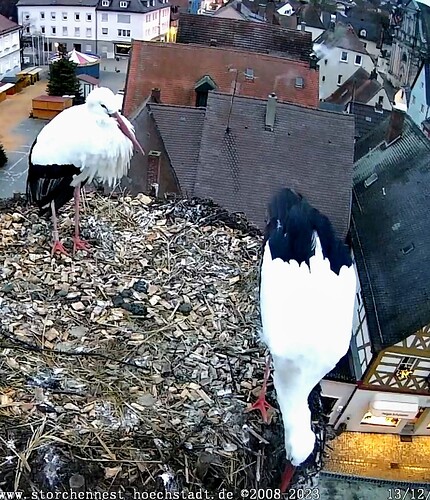 Screenshot_2023-12-13-07-50-14-630_com.android.chrome