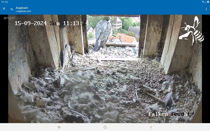 Screenshot_20240915-111350_Chrome