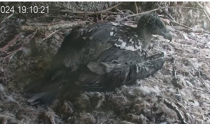 Aufgeschreckt 12.05.24