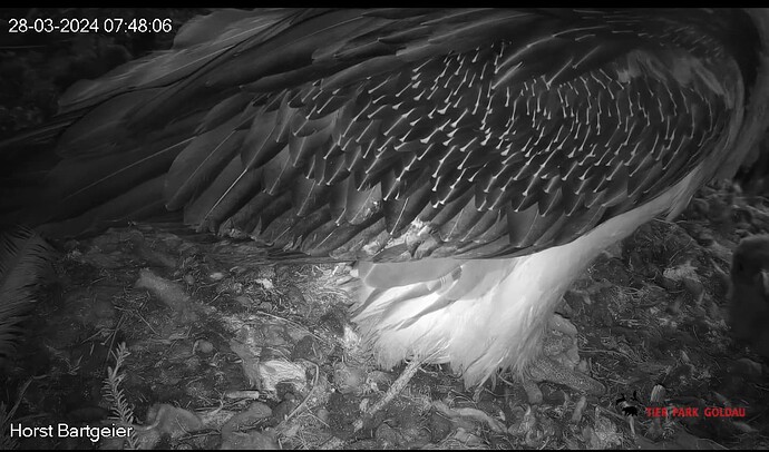 Screenshot_20240328-074819~2