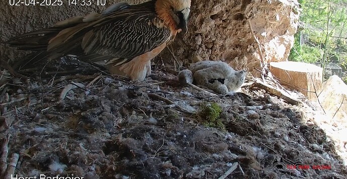 Screenshot_20250402_143422_Chrome