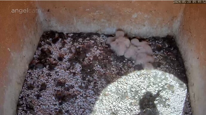 Screenshot_20240520_095014_Chrome