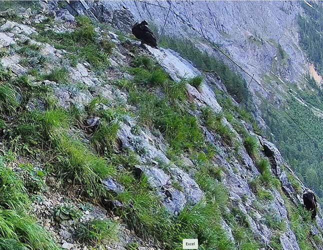 zwei Bartis und die Krähe 09.06.25