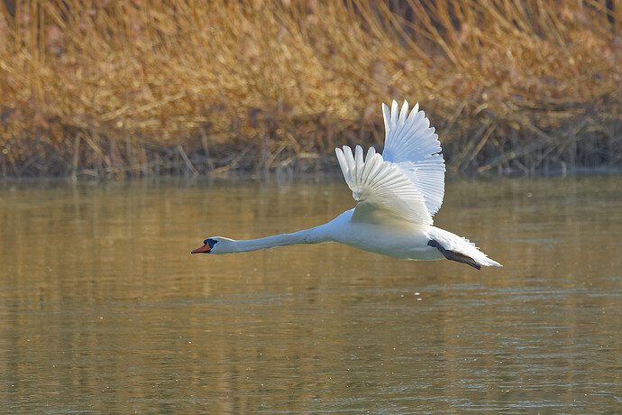 IMG_3417_DxO_DxO