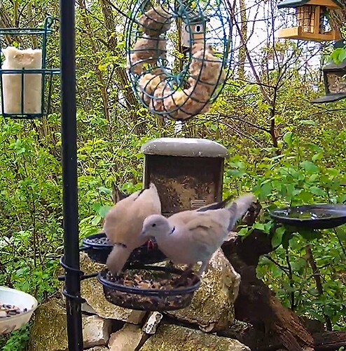 Türkentauben 05.04.24