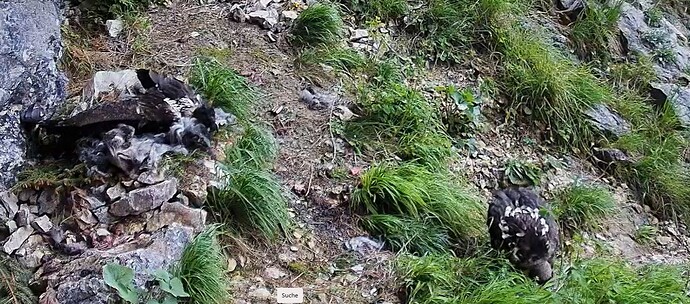 Flügel strecken 05.06.25
