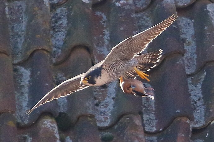 Falco mit Beute 3a