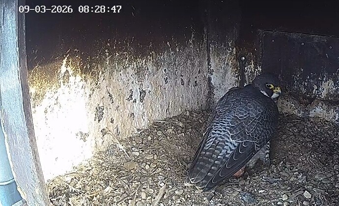 Screenshot_20260309_082228_Chrome