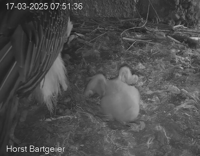 Flügel strecken 17.03.25