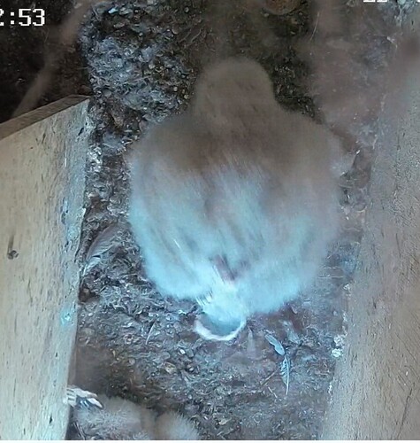 Screenshot_20240805_110425_Chrome