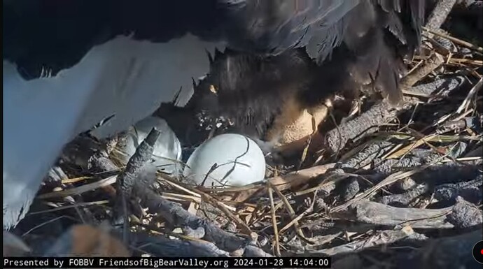 Screenshot_20240128_231327_YouTube