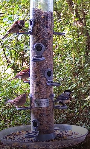 Spatzen und Kohli 20.06.24