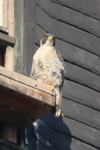 Falco am Balkon