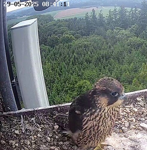 Screenshot_2025-05-29-08-41-06-188_com.android.chrome