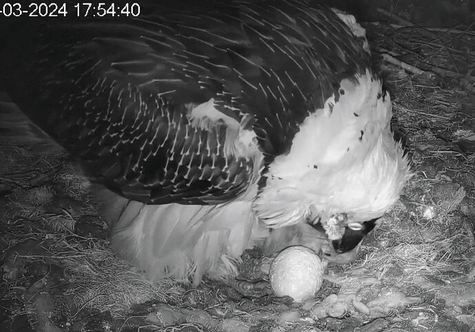 Screenshot_2024-03-01-17-54-52-872_com.android.chrome