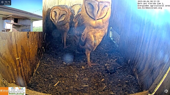 BOFL_230604_owlets3in