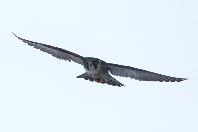 Wanda fliegt 2