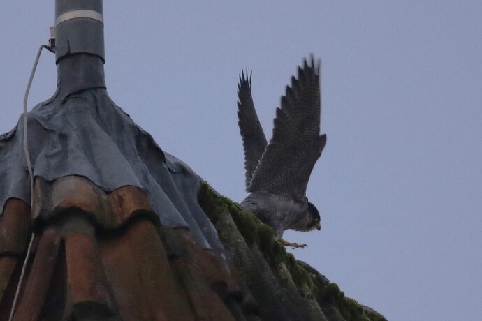 Falco Sonntag 1a