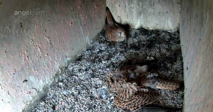 Screenshot_20240501_121116_Chrome