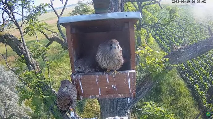 tfhu_230619_4_fledgeling