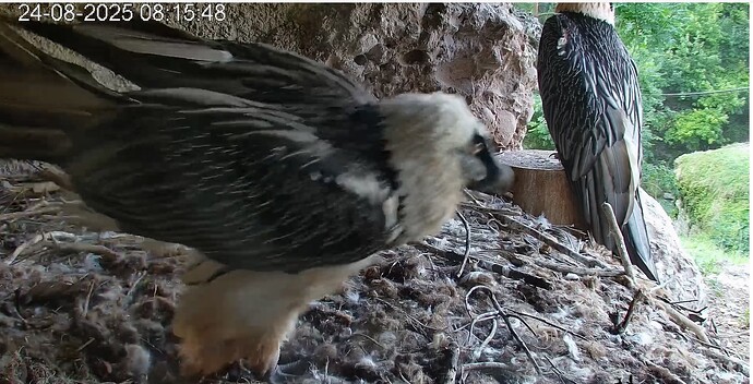 Hans ist aufgewacht 24.08.25.