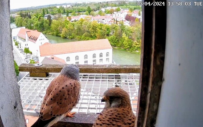 Screenshot_2024-04-30-13-58-26-379_com.android.chrome