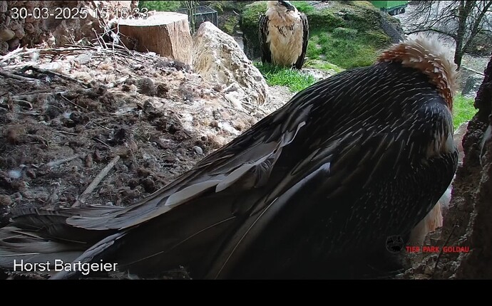 Screenshot_20250330_151746_Chrome