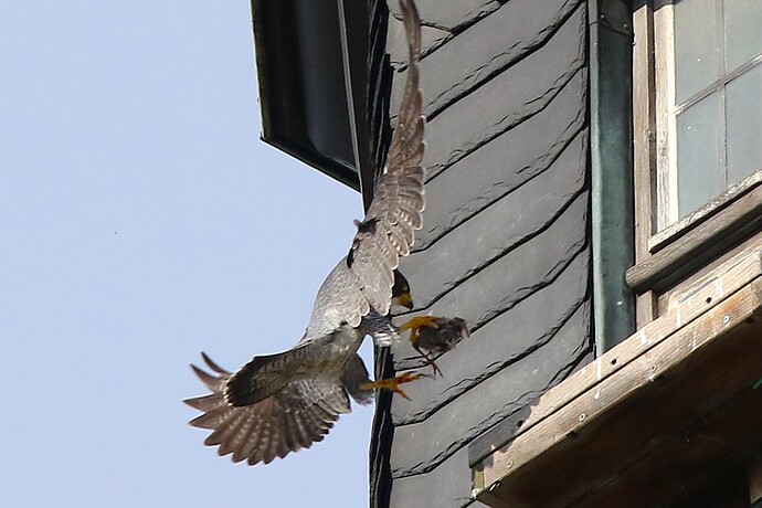 Falco 1