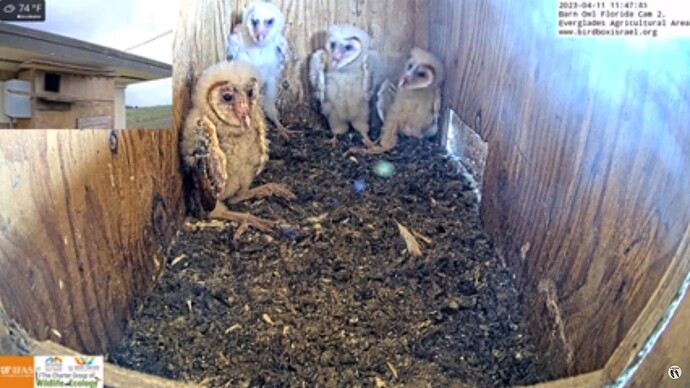 BOFL_230411_chicks