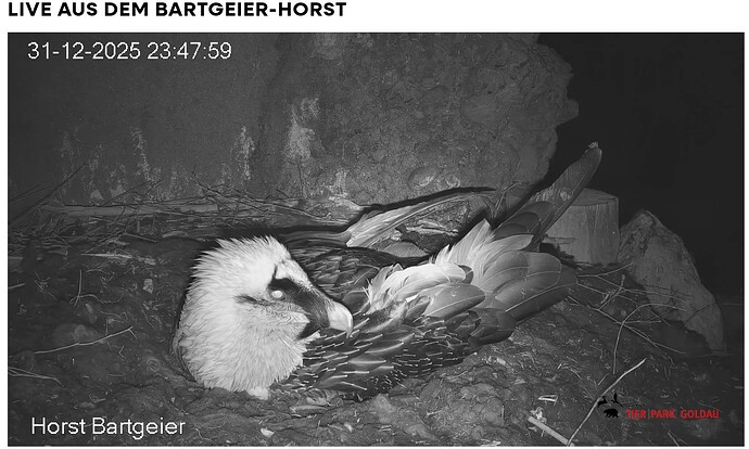 Screenshot_20251231-234903~2