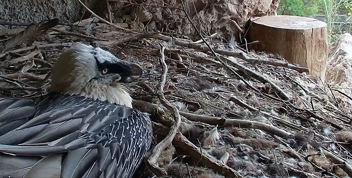 H legt sich ab 1 25.10.25