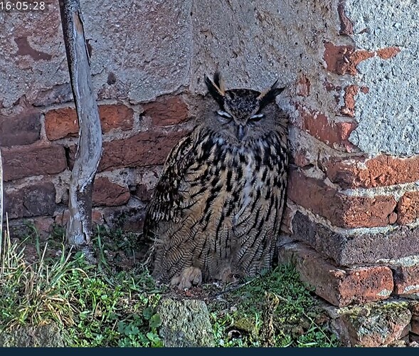 Screenshot_20260211_160601_Samsung Internet