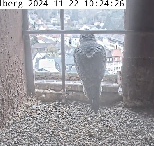 Screenshot_20241122_102037_Chrome