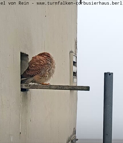 Screenshot_20250228_072509_Chrome